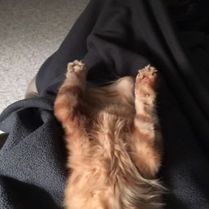 Meet your Posher, Lisa